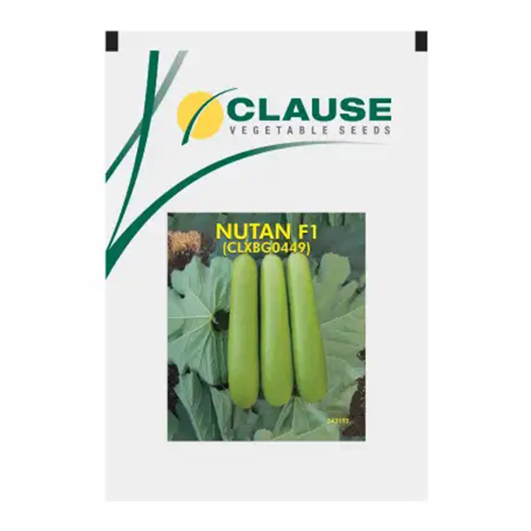 Nutan Bottle Guard Seeds Clouse