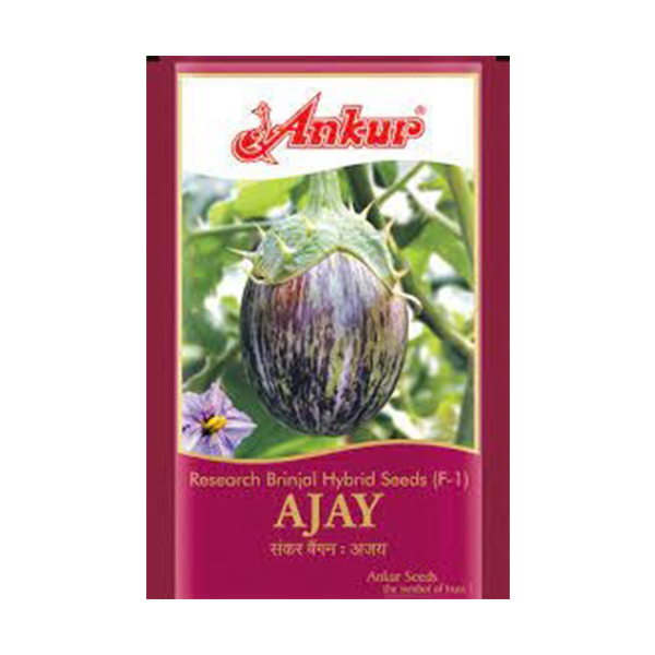 AJAY Brinjal Seed Ankur