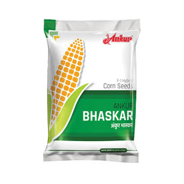 Bhaskar Maize Seed Ankur