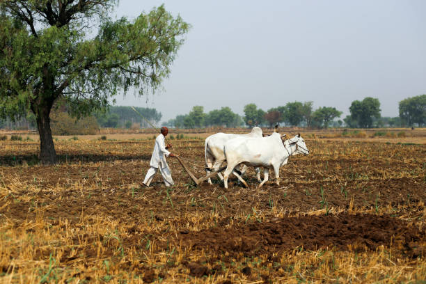 Leading plant growth hormones expected to dominate, The Field Team and the Farmers Gallery