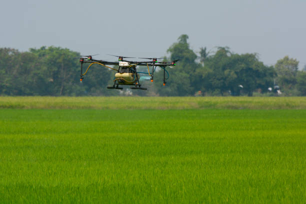 Agricultural drone working in rice field, Thailand, Smart Farm, Unmanned Aerial Vehicle. (UAV)