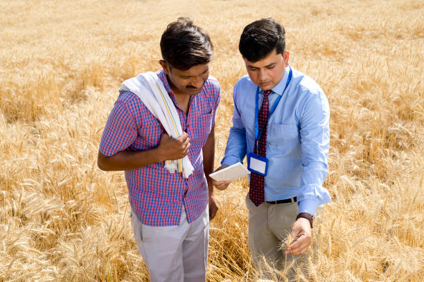 Farmer with agronomist examining ear of wheat crop in agricultural field