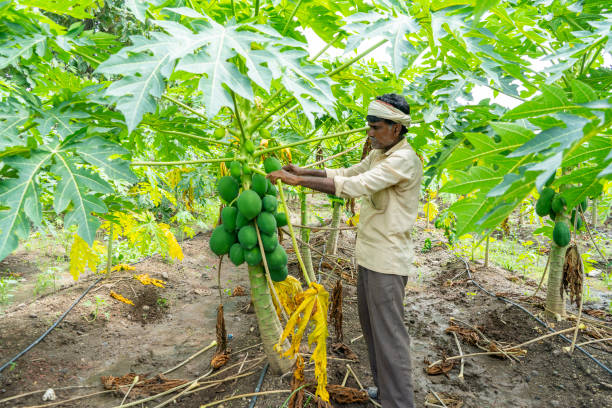 The anticipated plant growth hormones for 2025 are expected to yield positive, The Field Team and the Farmers Gallery