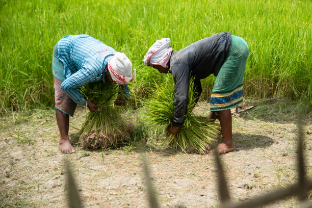 In 2025, the most expected advancements in plant growth hormones are predicted to bring about joy for farmers, The Field Team and the Farmers Gallery