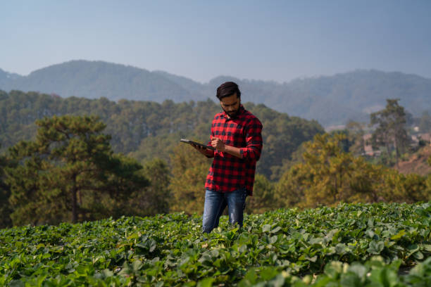 men are farmers and grow strawberries, seasonal fruits.men are farmers and grow strawberries, seasonal fruits.Adult harvesting strawberries in a strawberry farm