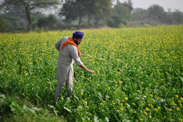 The forthcoming plant growth hormones anticipated for 2025 are expected to lead to successful outcomes, thereby ensuring the happiness of farmers, The Field Team and the Farmers Gallery