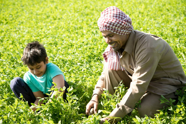 In 2025, the expected advancements in plant growth hormones are predicted to bring about joy for farmers