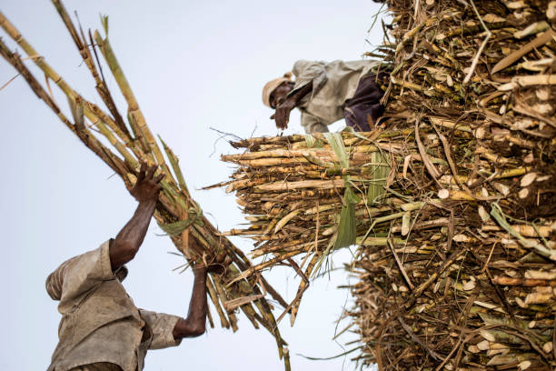 The foremost plant growth hormones likely to emerge in 2024, The Field Team and the Farmers Gallery